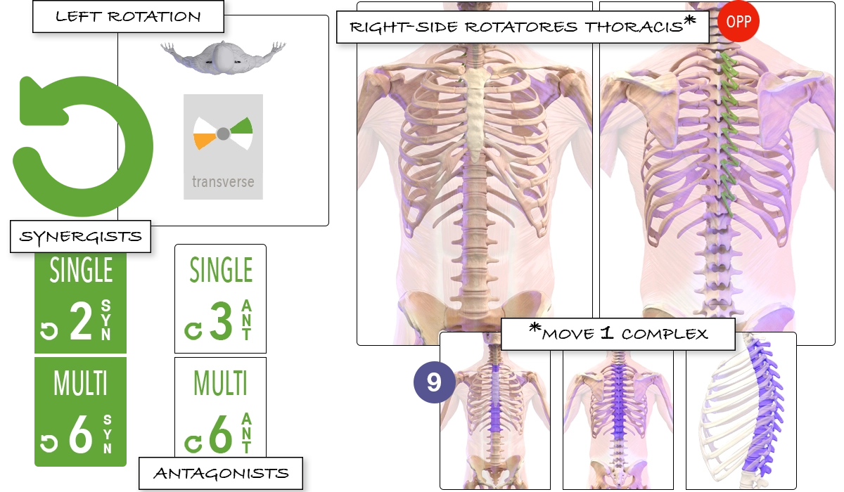 Rotators Traditional Anatomy vs Anatomy by Planes - Right-Side Rotatores Thoracis