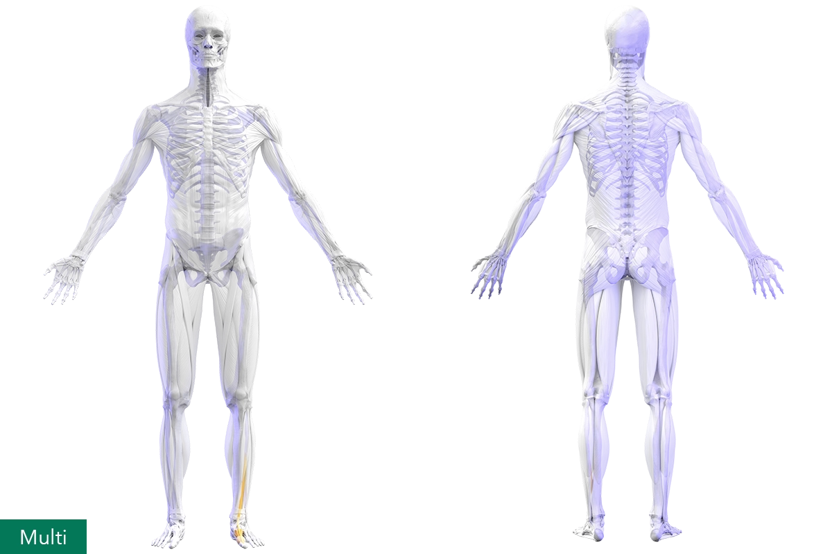 Joint and multi-complex extensor muscles of the sagittal big toe, anterior and posterior view of human body.