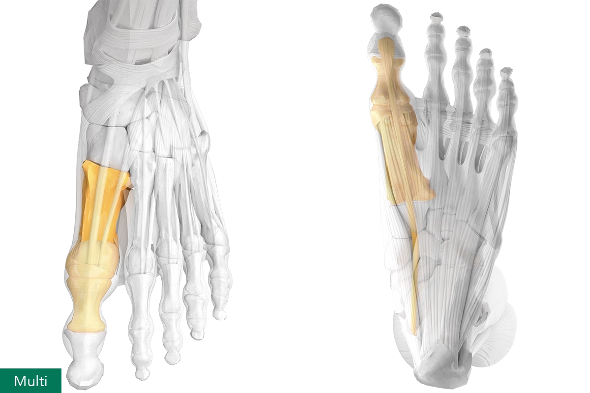 Joint and multi-complex flexor muscles of the sagittal big toe, dorsal and plantar view of the human foot.
