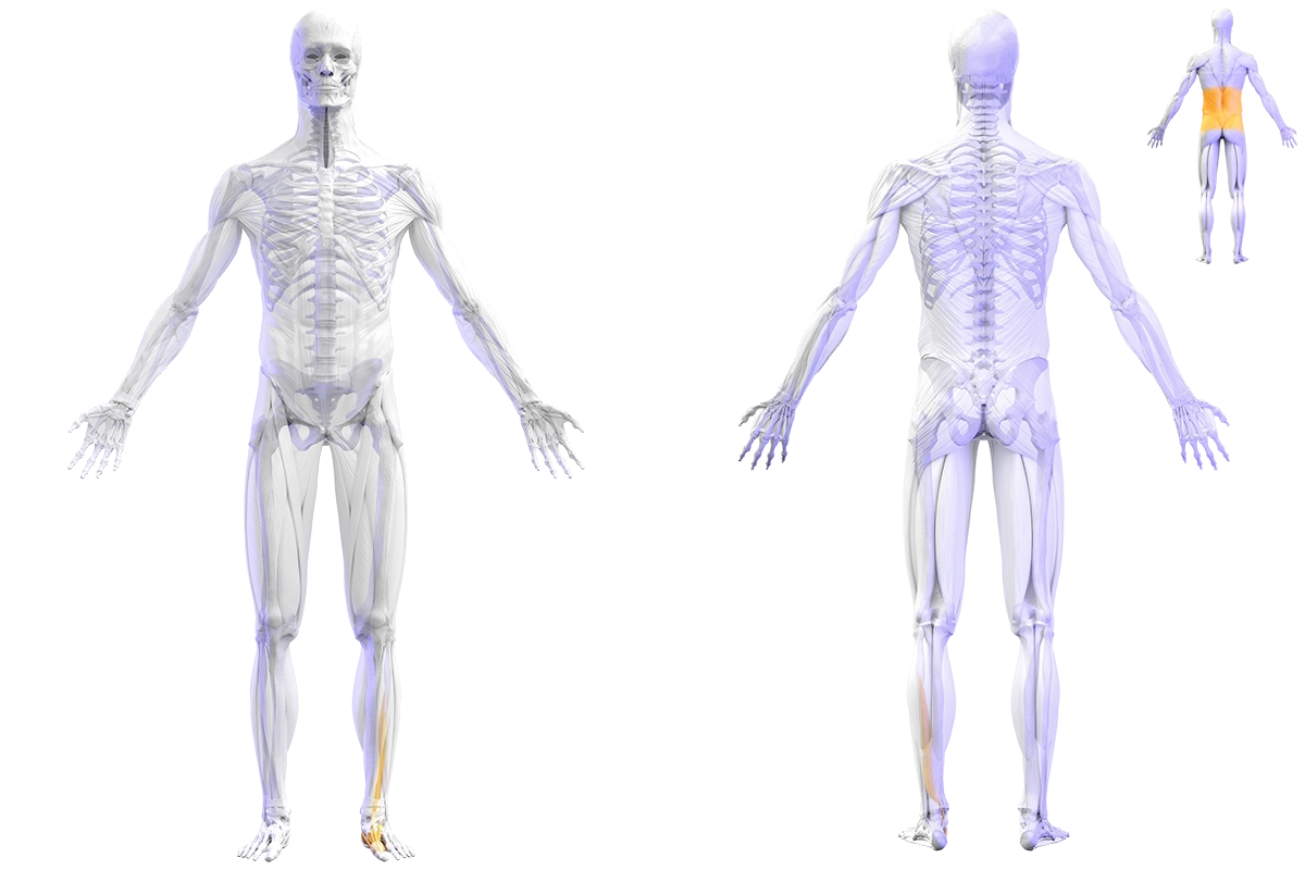 Skin, dermatomes, joint, and muscles of the sagittal big toe, anterior and posterior view of human body.