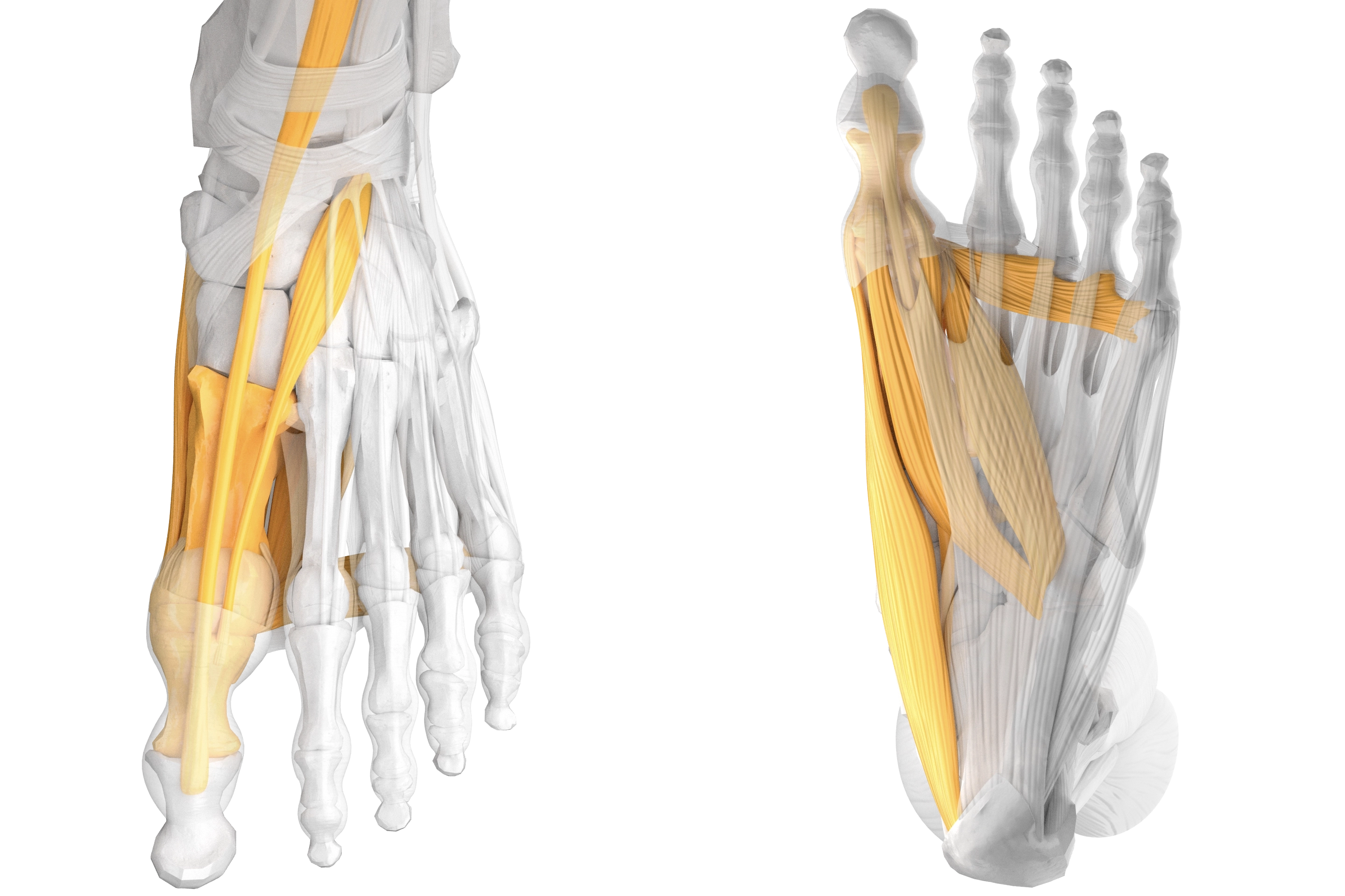 Joint and muscles overview of the sagittal big toe, dorsal and plantar view of the human foot.
