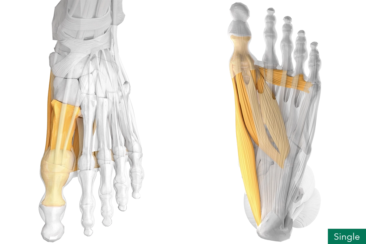 Joint and single-complex flexor muscles of the sagittal big toe, dorsal and plantar view of the human foot.